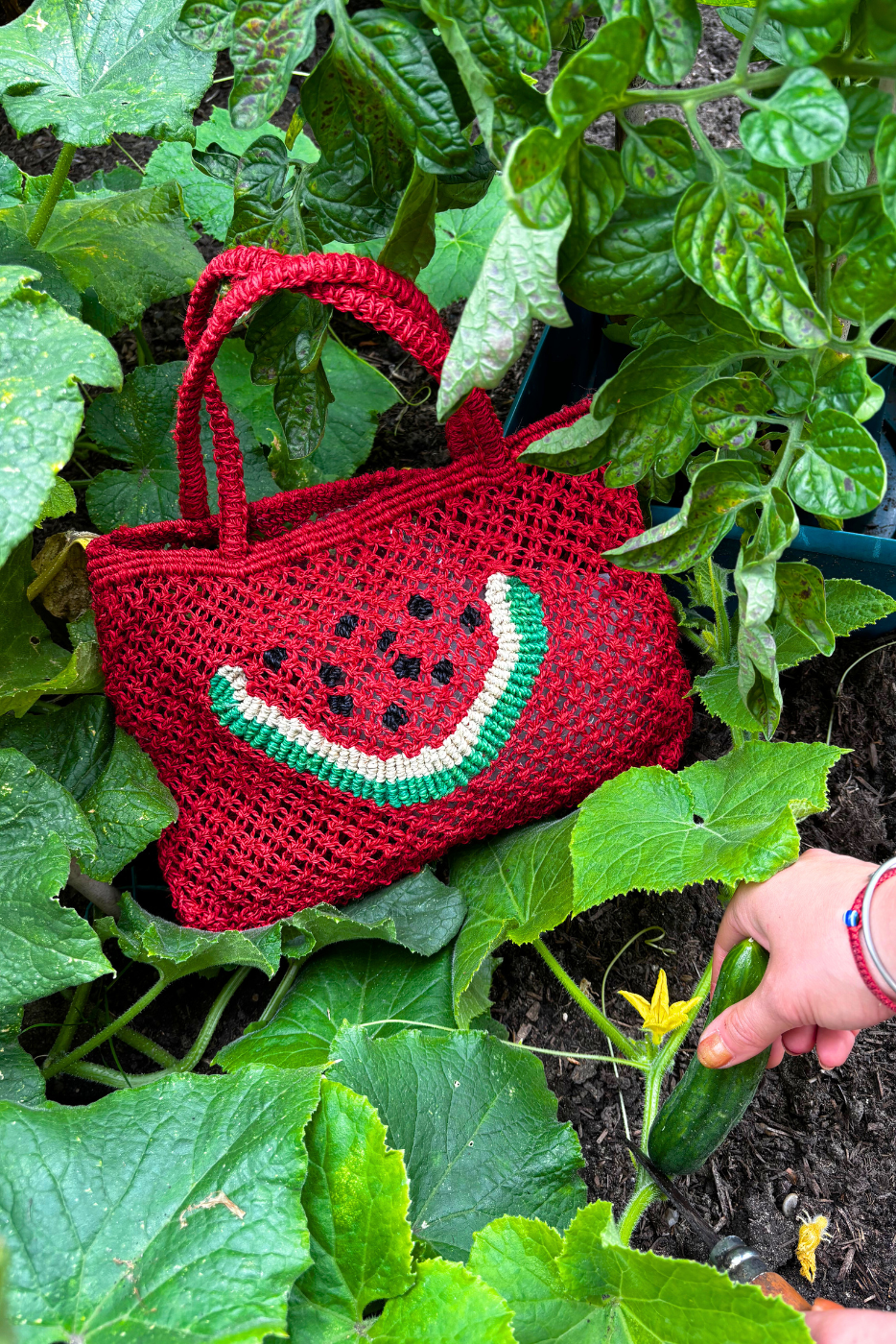 Watermelon - Tracy