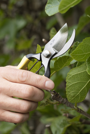 Higurashi Secateurs