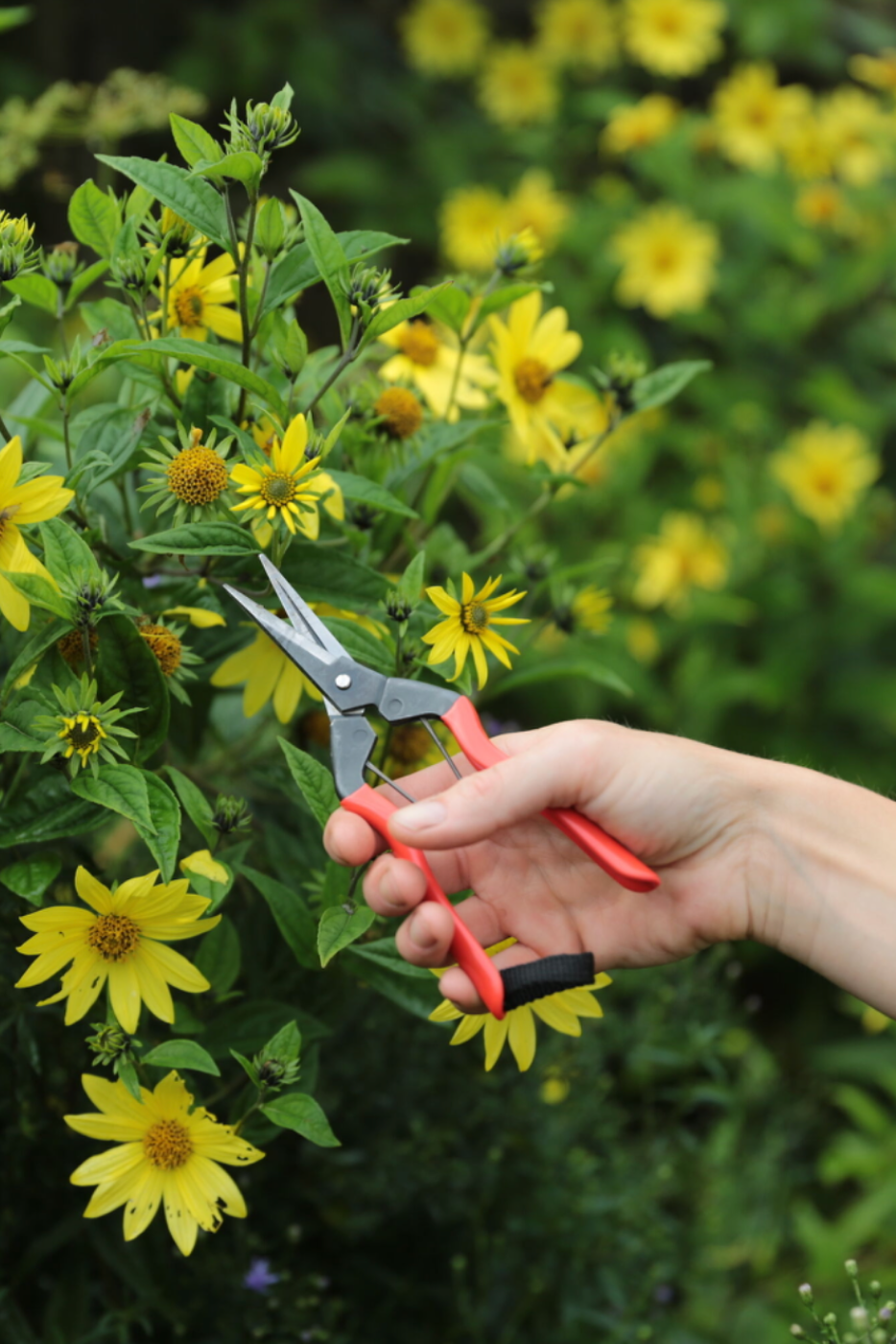 Garden Snips