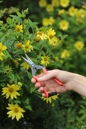 Garden Snips