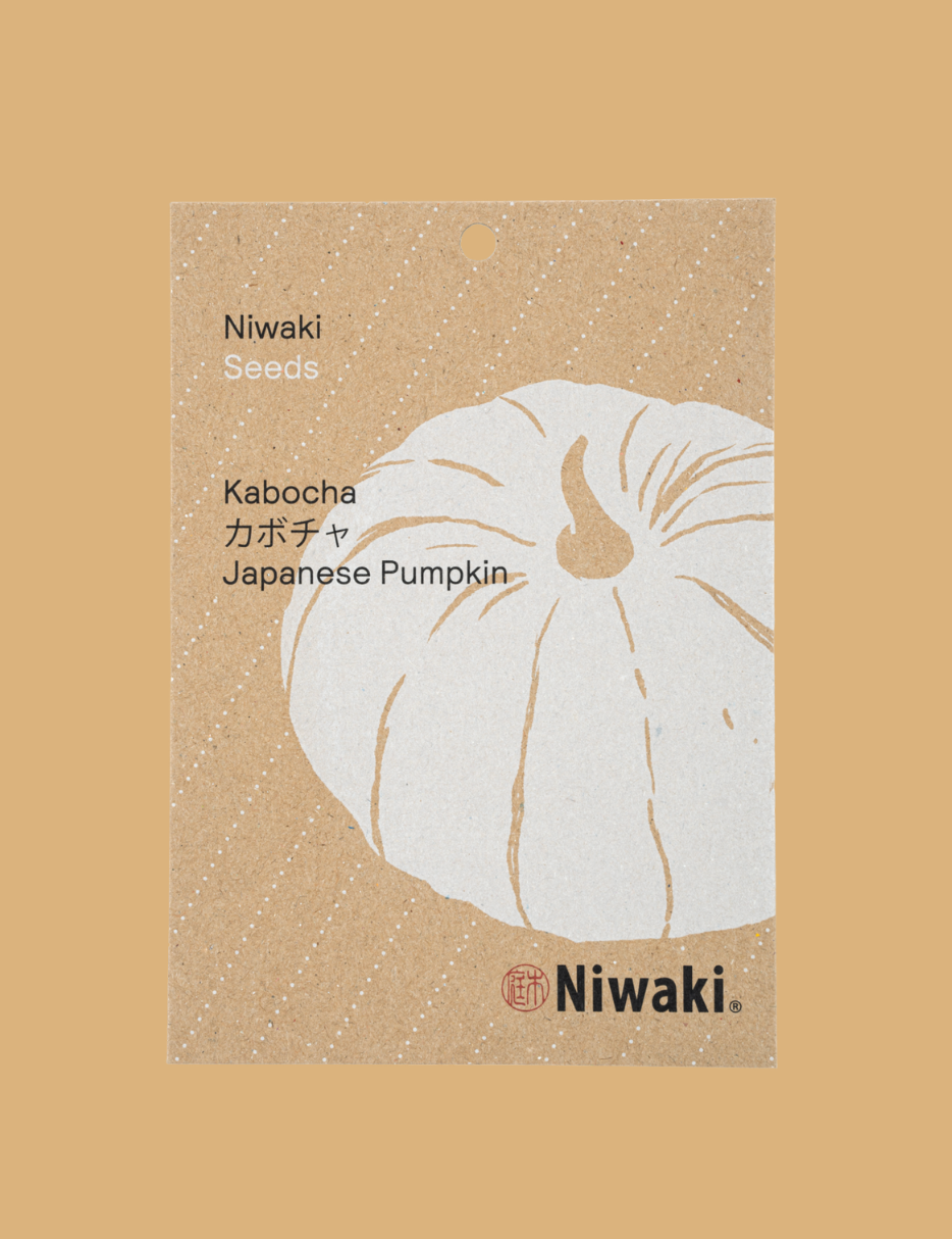 pumpkin seeds to plant 