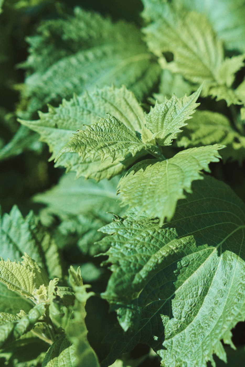 Green Shisho Seeds
