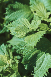 Green Shisho Seeds