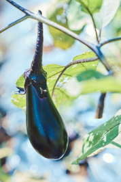 Nasu Japanese Aubergine Seeds