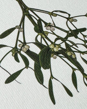 Mistletoe Christmas Card