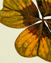 Four Leaf Clover Greeting Card