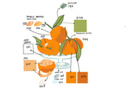 Clementines and Cookies Cushion
