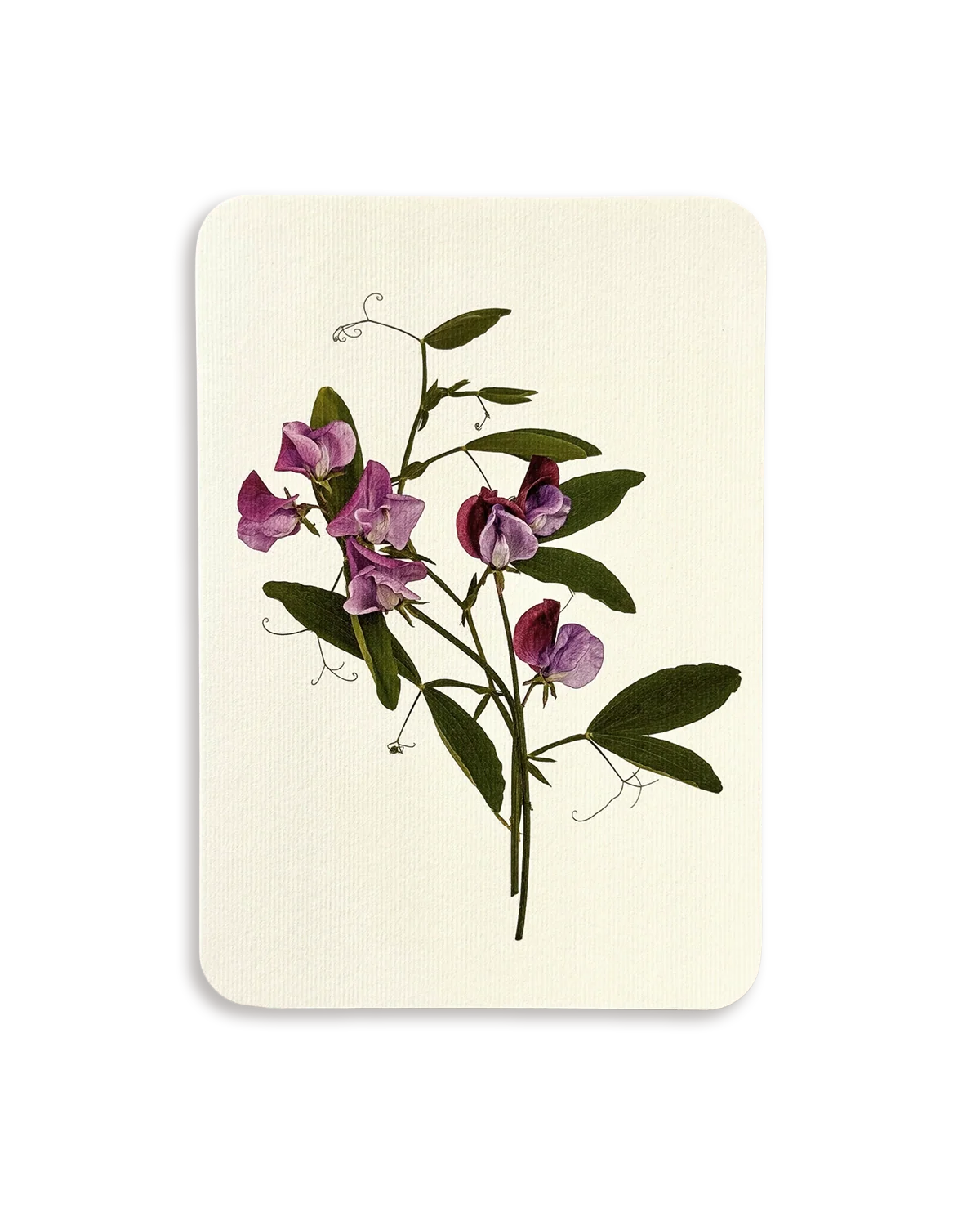 Violet Sweet Pea Greeting Card