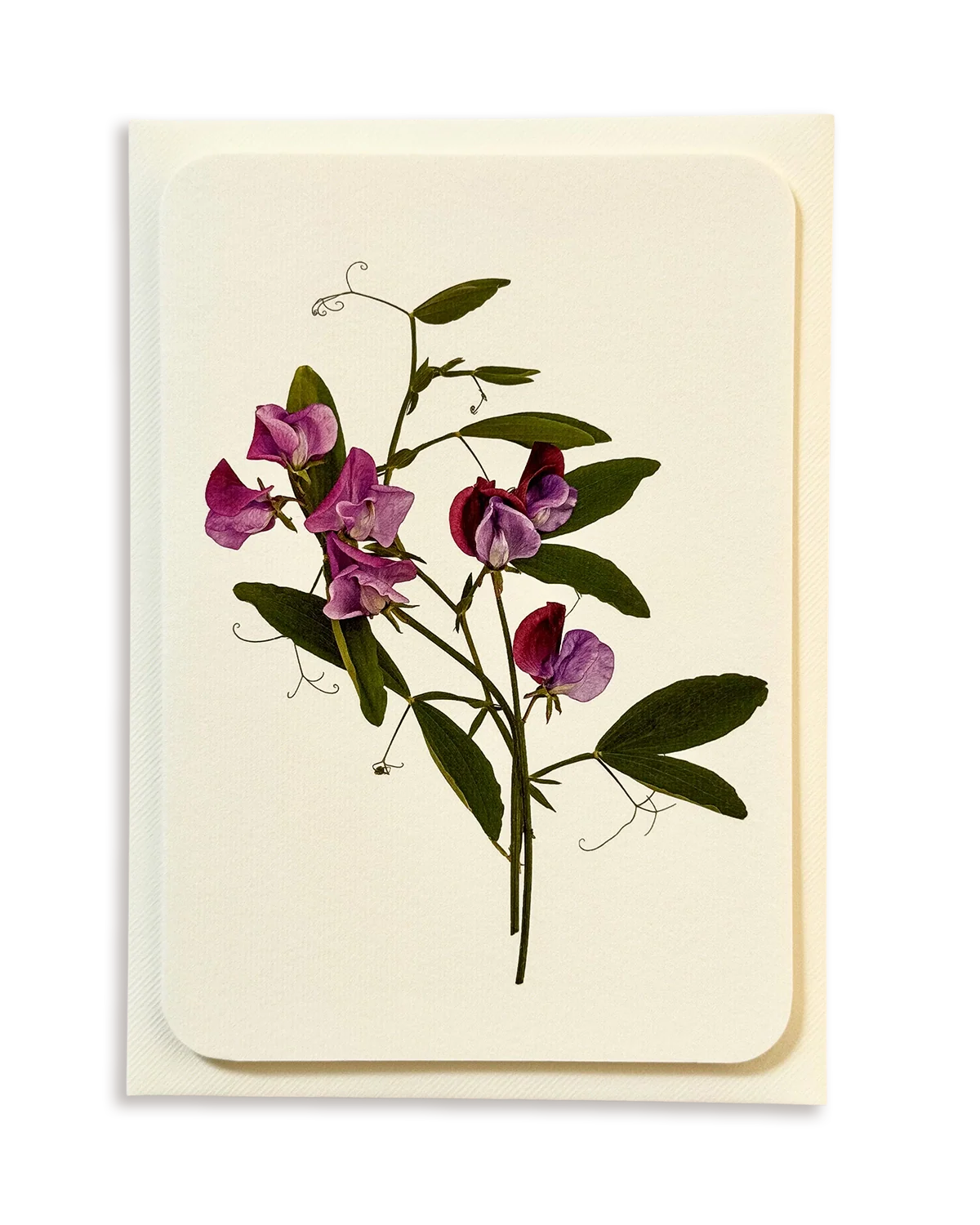 Violet Sweet Pea Greeting Card
