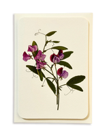 Violet Sweet Pea Greeting Card