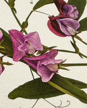 Violet Sweet Pea Greeting Card